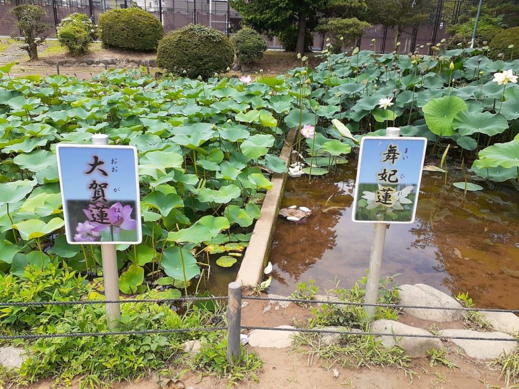 寿中央公園では2種類のハスの花が楽しめます。