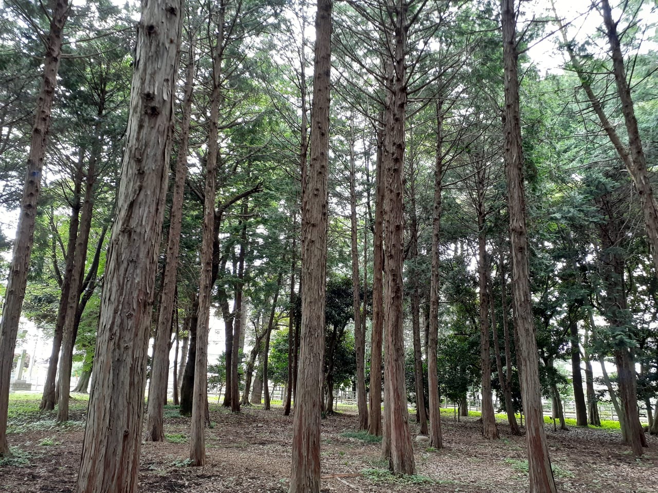 八幡宮の雑木林