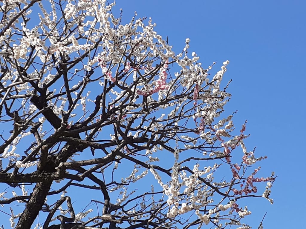 芸術劇場の梅です。