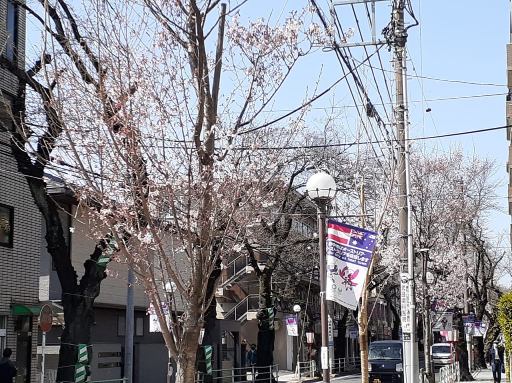 桜の開花状況です。