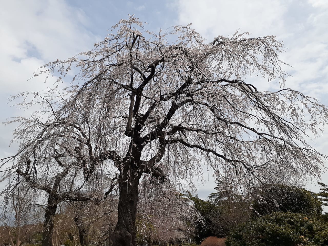 多磨霊園の枝垂桜です。