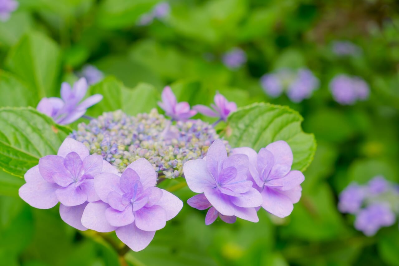 紫色のあじさいの花