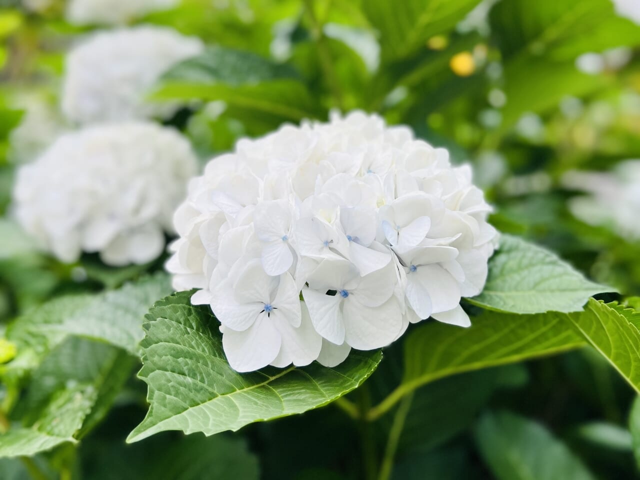 白いあじさいの花