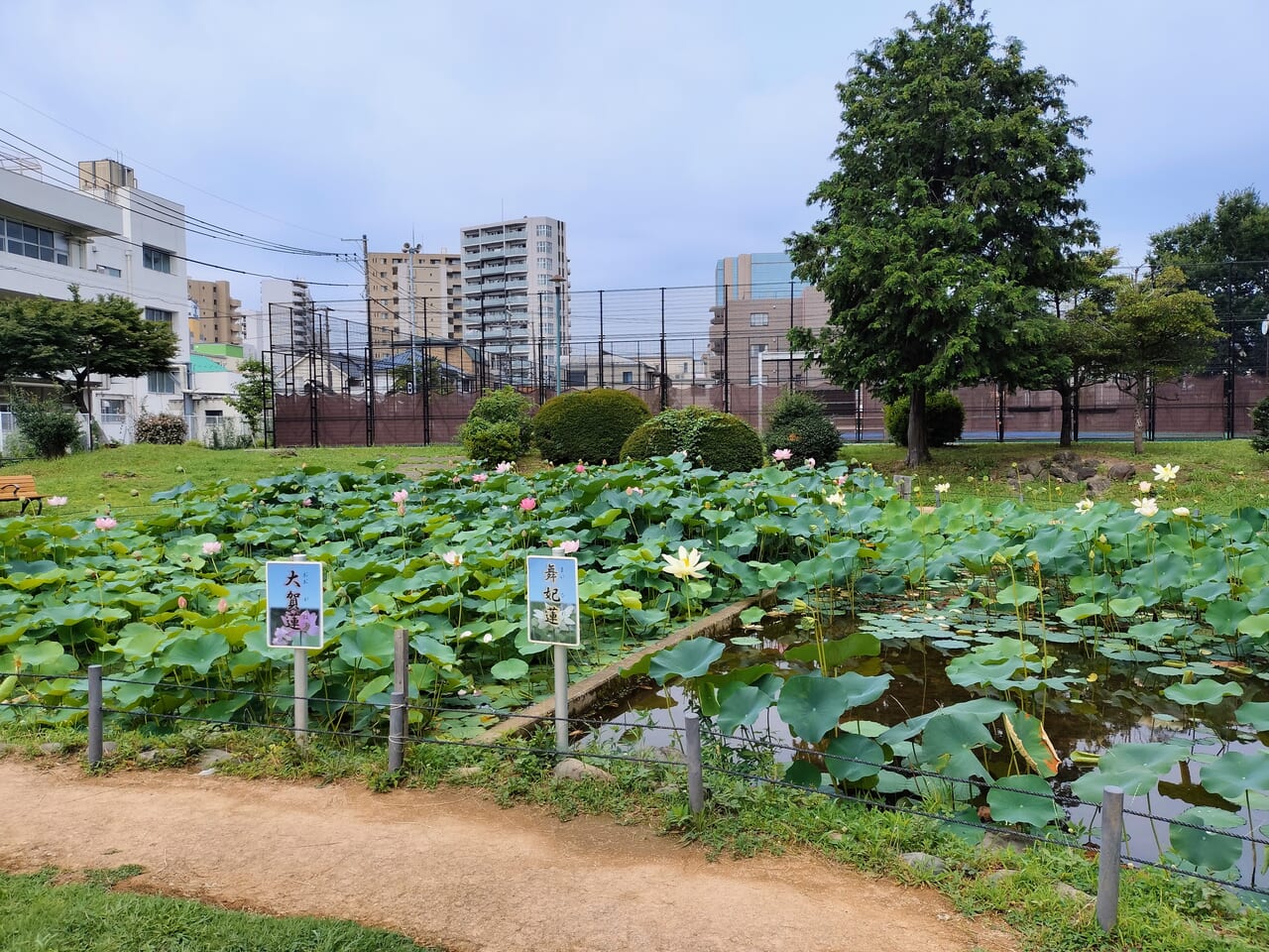 2024年、ハスの花が咲くひょうたん池