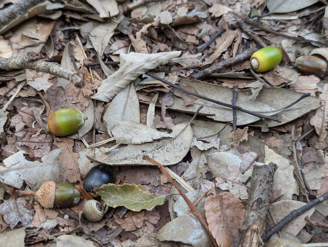 府中の森公園秋03