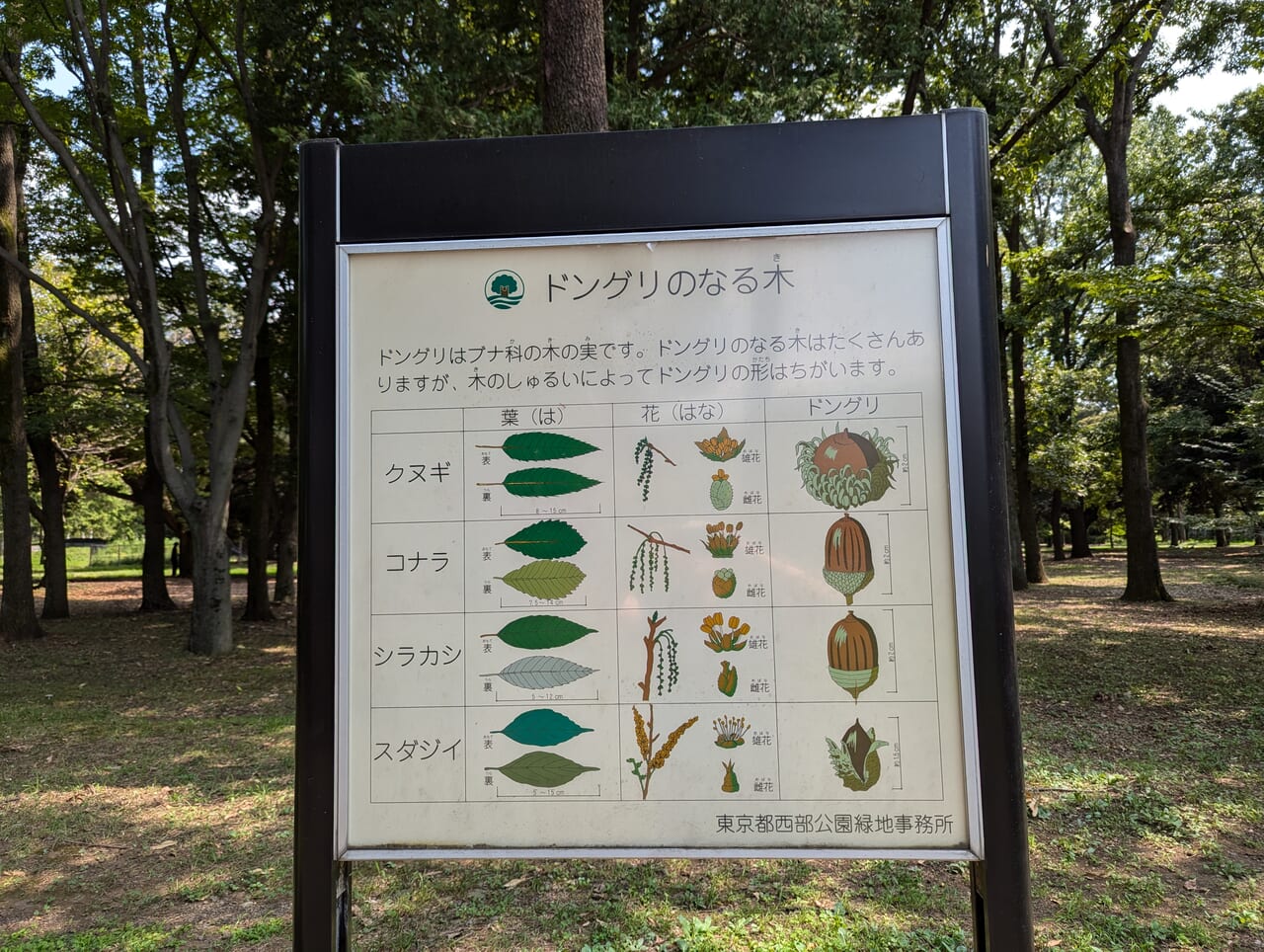 府中の森公園秋04