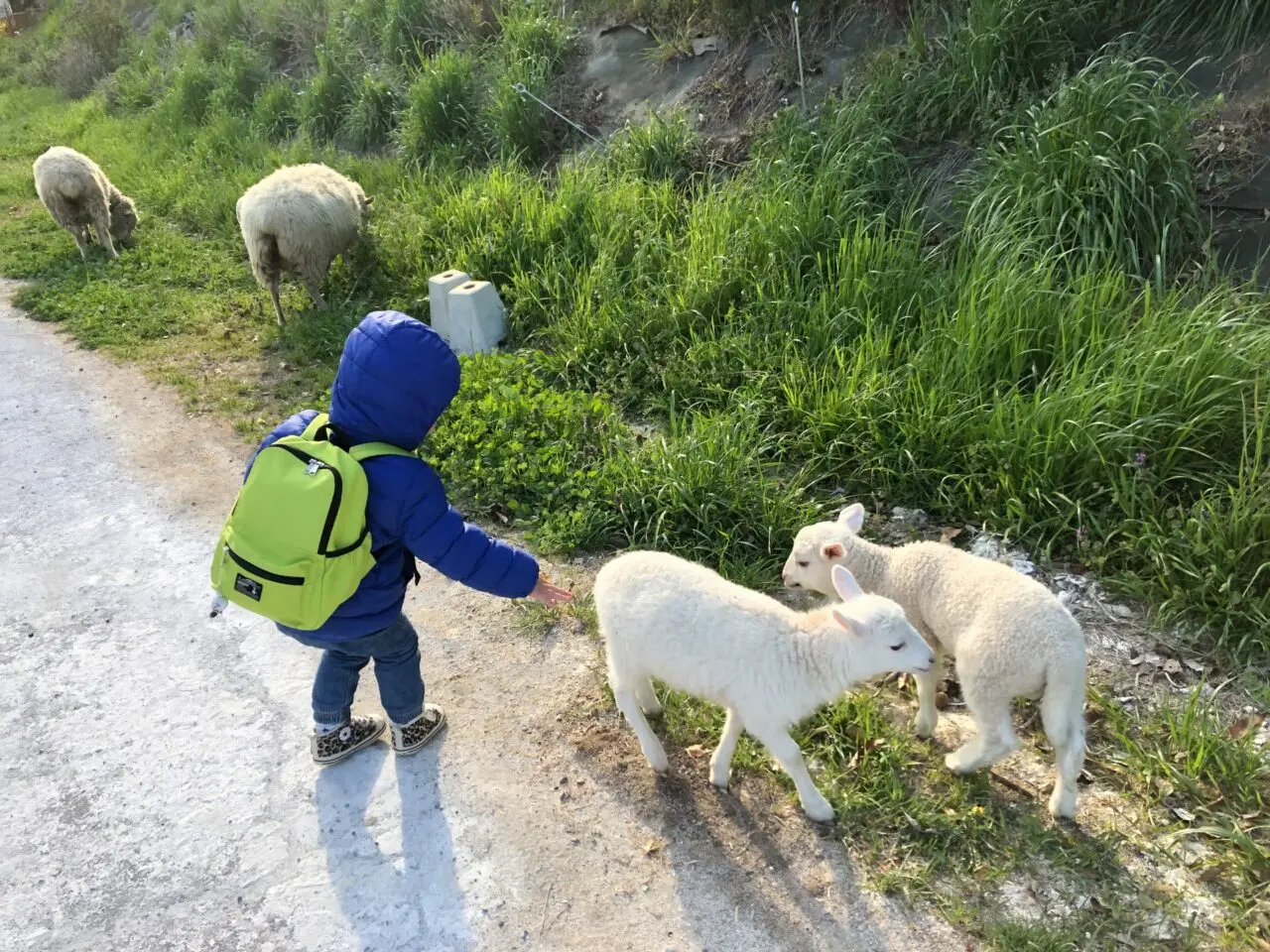 動物ふれあい