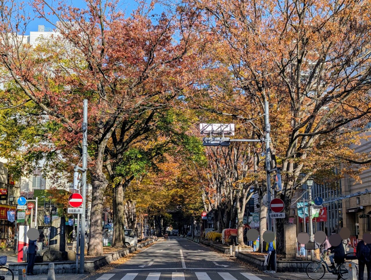 ケヤキ並木通りの紅葉