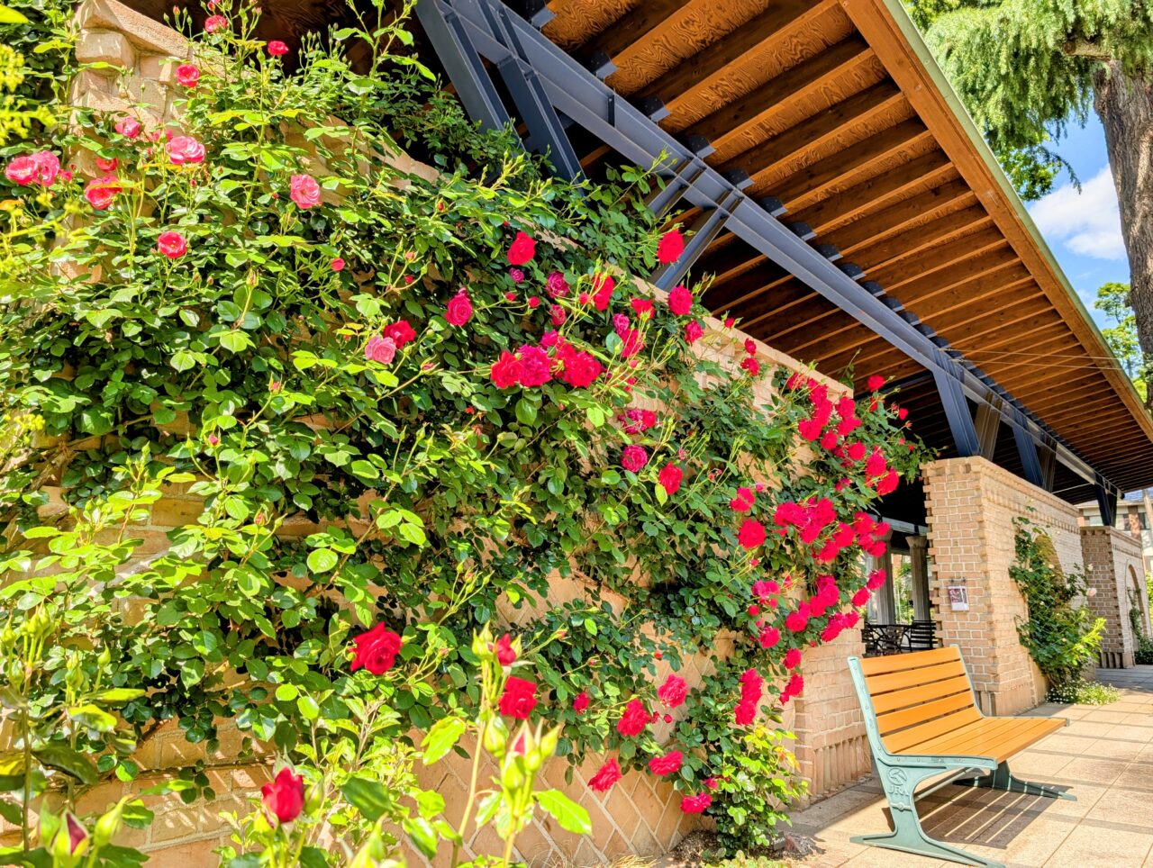 Rosegarden08