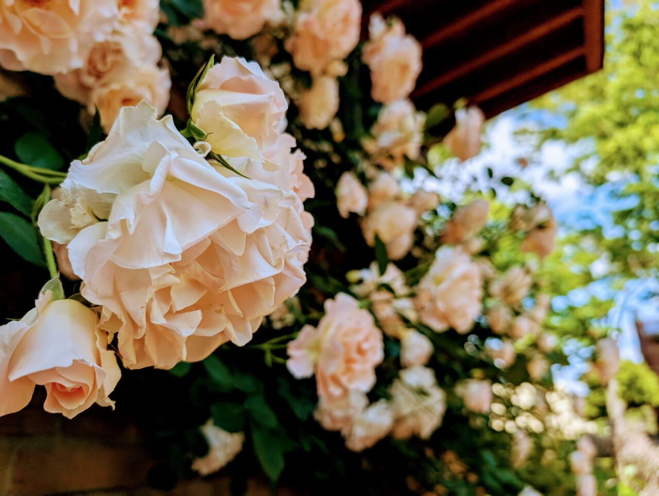 Rosegarden03