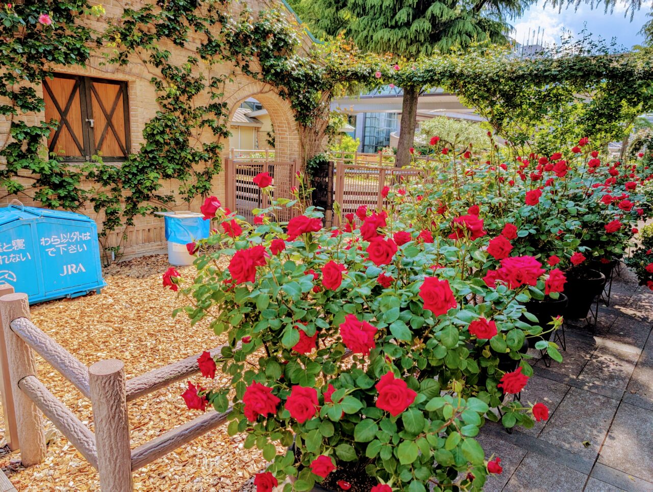 Rosegarden07