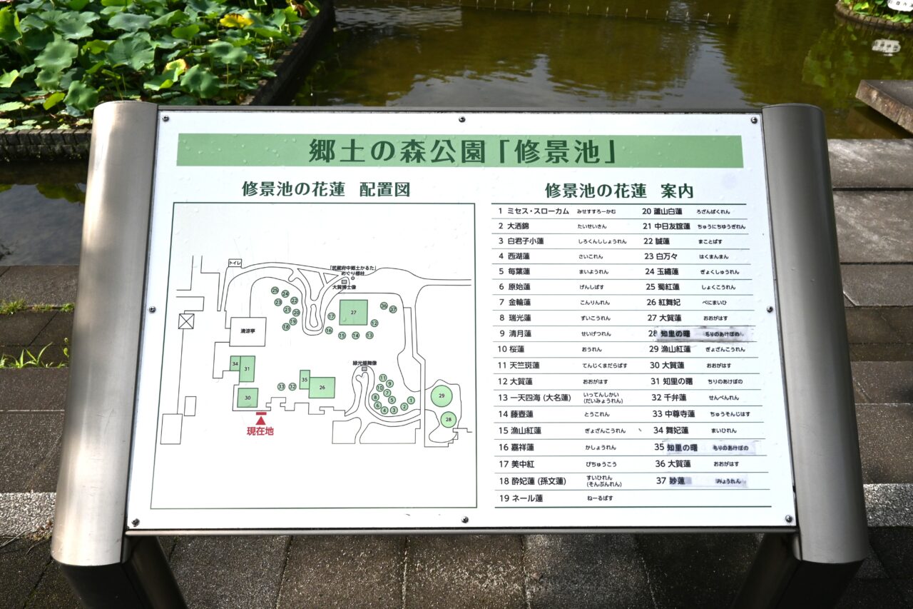 修景池ハス案内