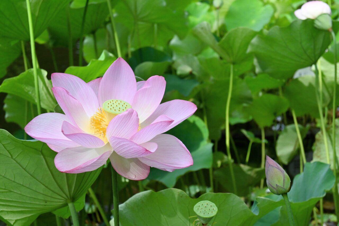 lotus02