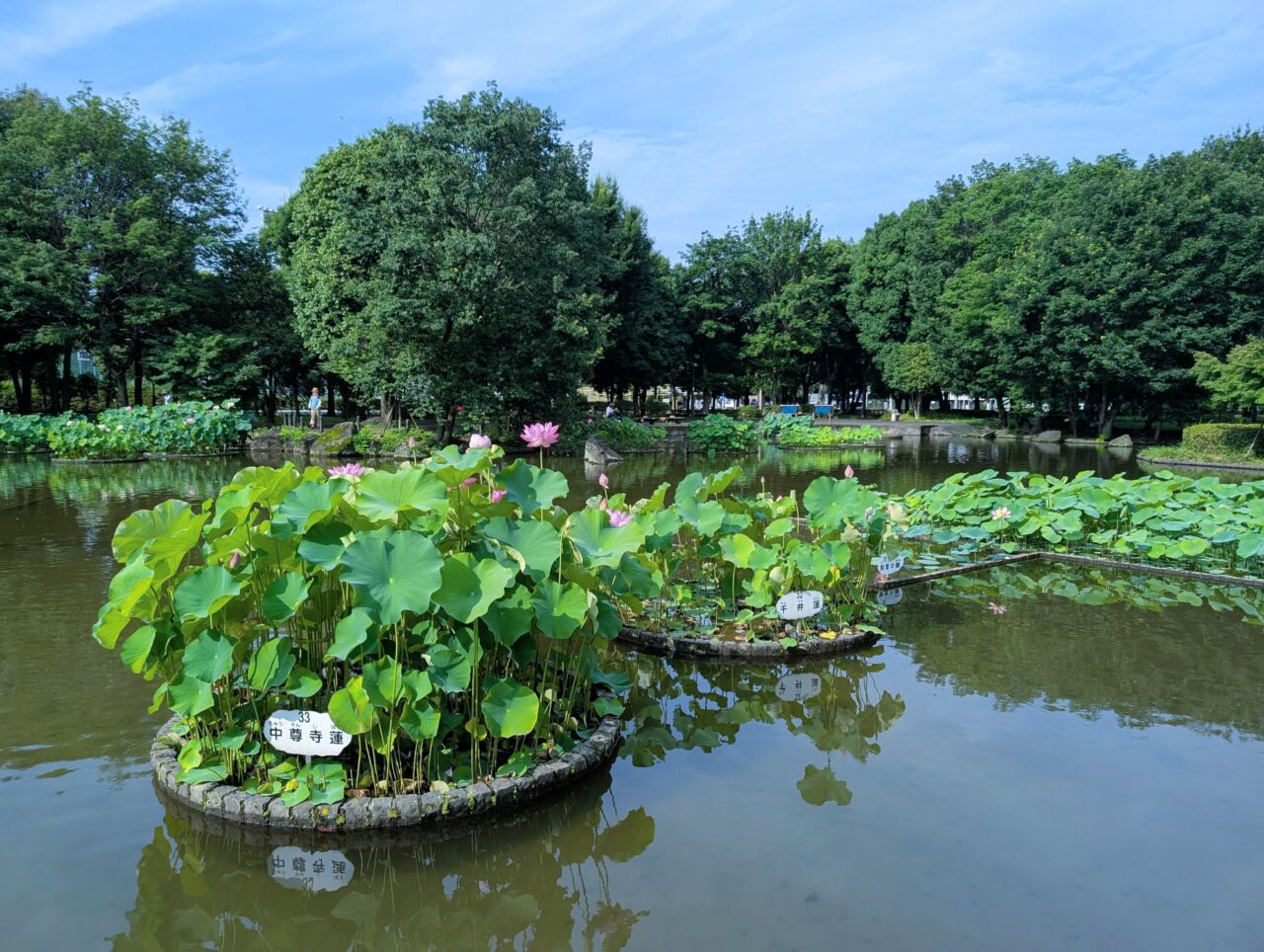 lotus04