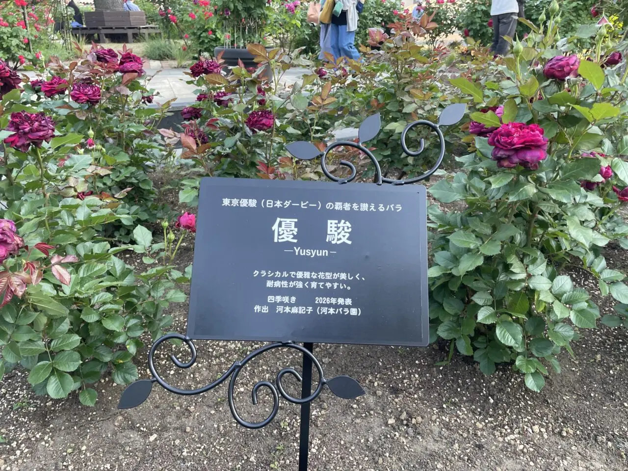 2026.5競馬場
