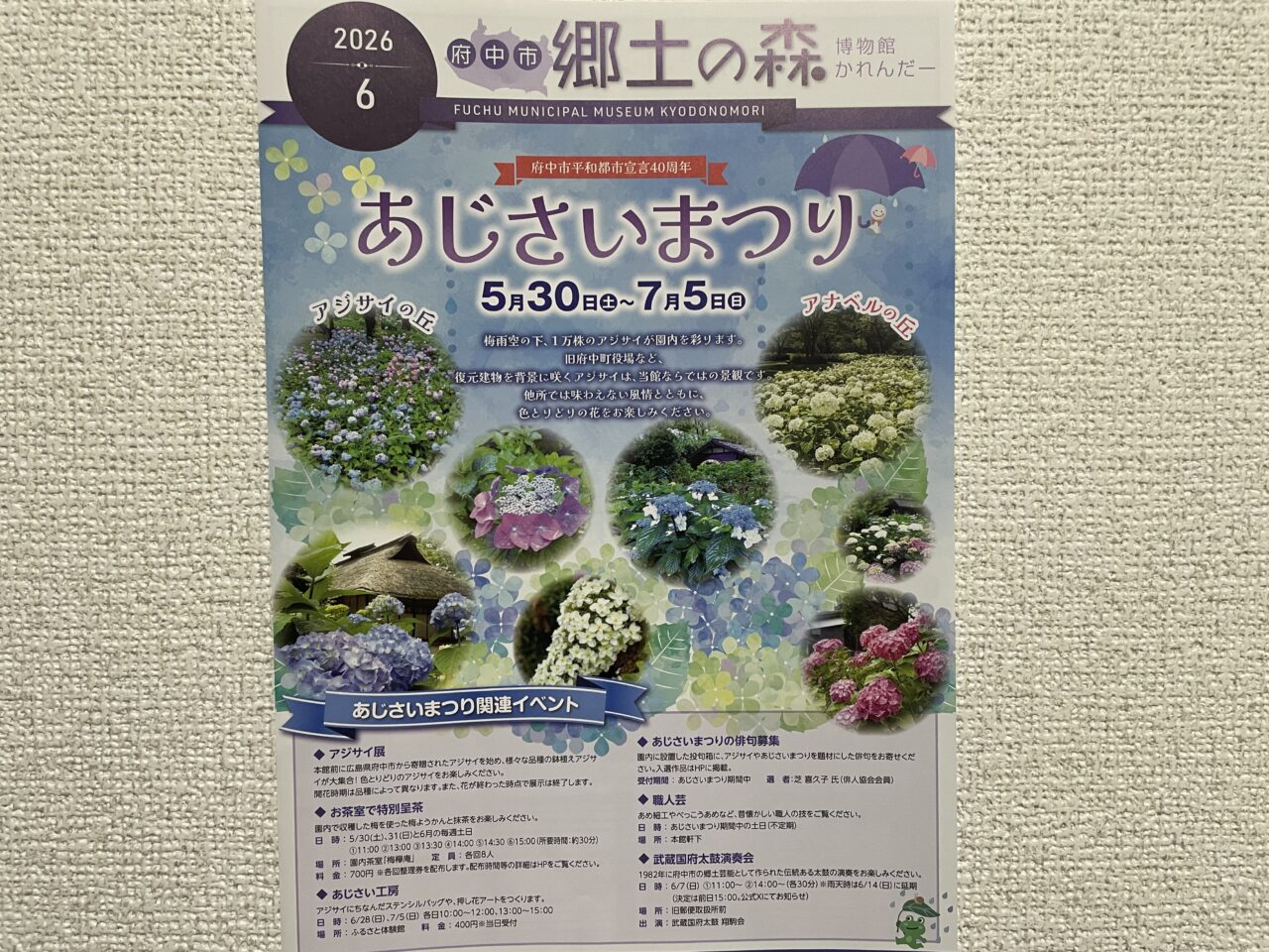 2026.5あじさい