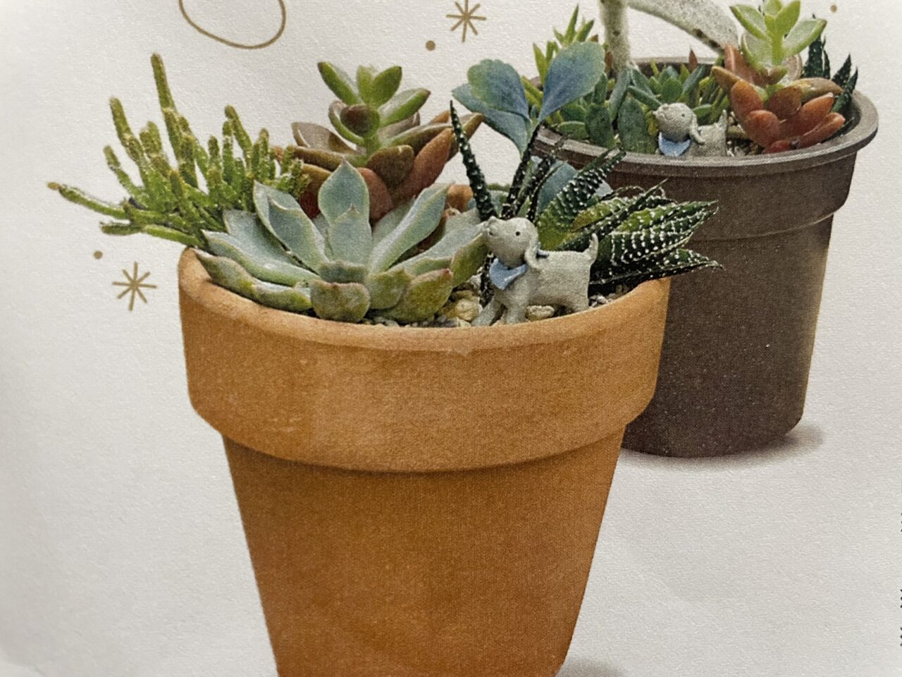 2026.8植物