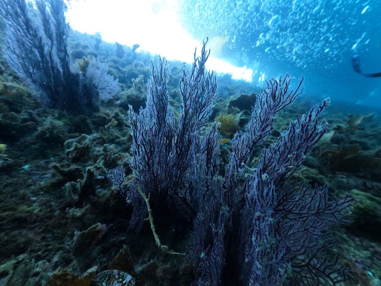 2026.8人魚姫